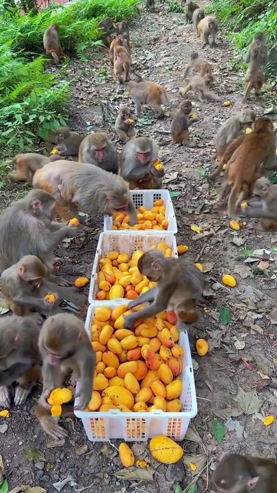 Monkeying Around: A Delicious Fruit Fiesta
