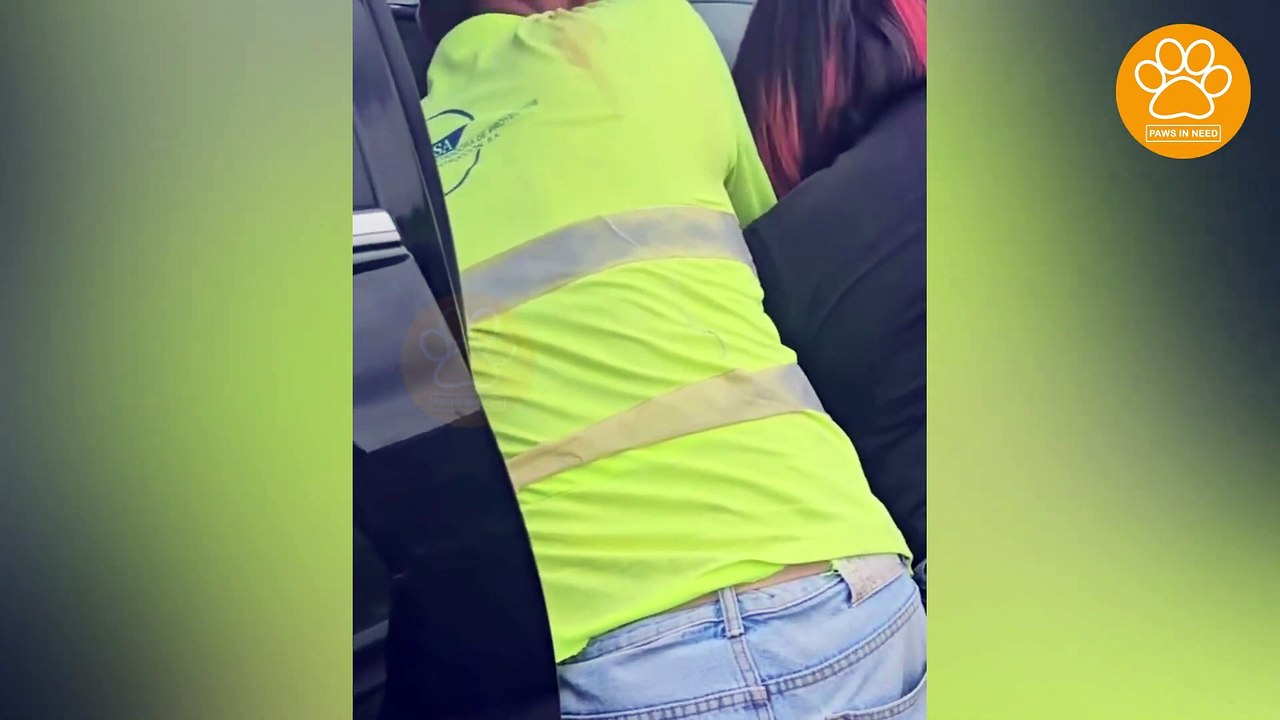 Poor Stray Dog Was Stuck on the Busy Highway When He Tried to Cross the Road