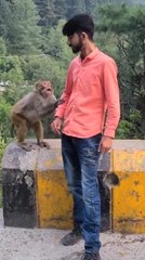 Man Gets Held Hostage by Monkey Demanding Food