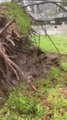 Large Tree Falls on Car During Hurricane Beryl in Houston, Texas