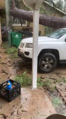 Large Tree Falls on Car During Hurricane Beryl in Houston, Texas