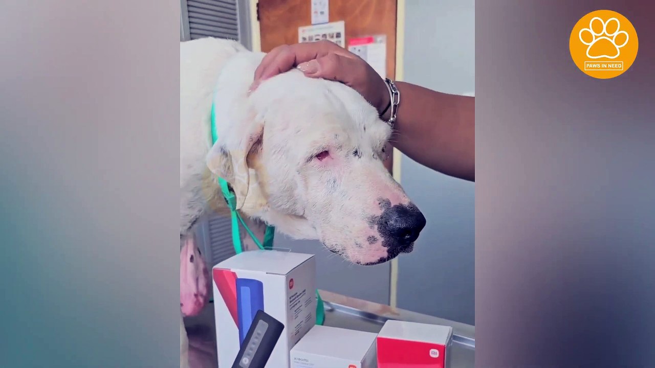 Poor Dog Has Been Suffering from a Large Tumor for Many Years
