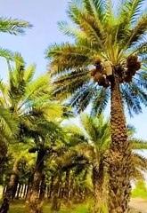 Khajoor Kay Bagh | Pakistan Sindh Pakistan beauty