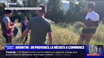 En Provence, la cueillette des plantes servant à fabriquer l'absinthe a commencé