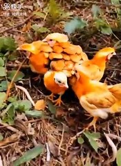 Beautiful video funny clip