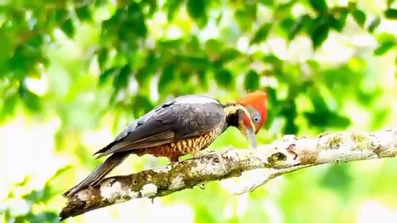Amazon Forest documentary