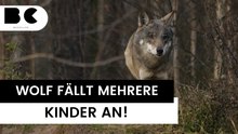Niederlande: Kleines Mädchen wird vom Wolf angefallen