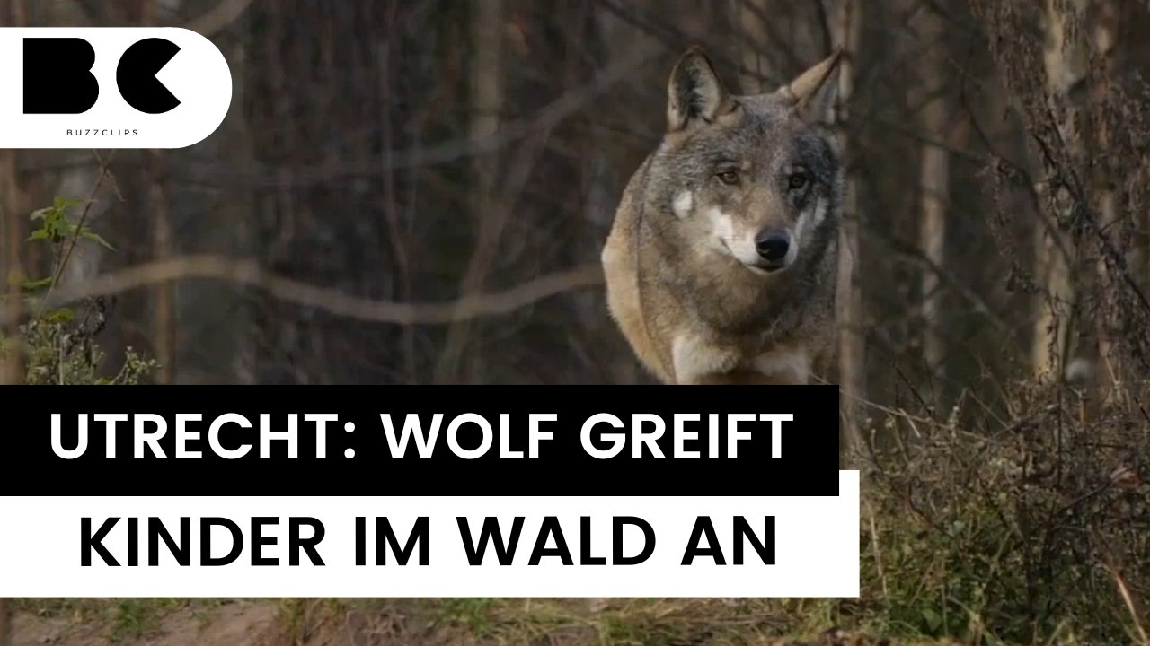 Großer Wolf fällt wohl mehrere Kinder an
