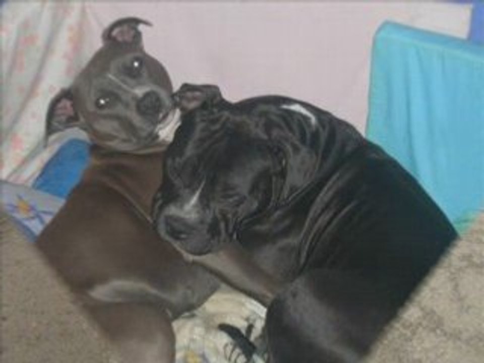 Cento lamour de ma vie 2