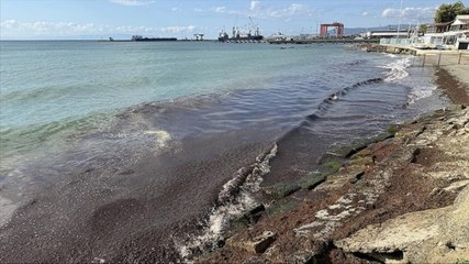 Kırmızı yosunlar sahile vurdu