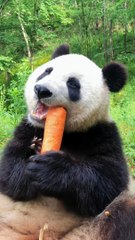 King Panda Eating Carrot 