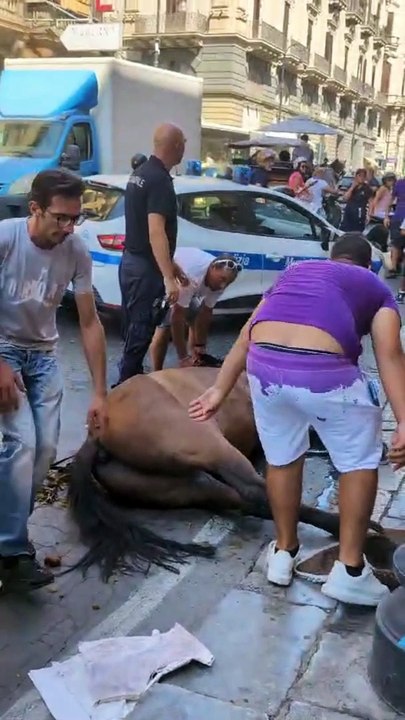 Palermo, un cavallo stramazza a terra: caos in via Roma