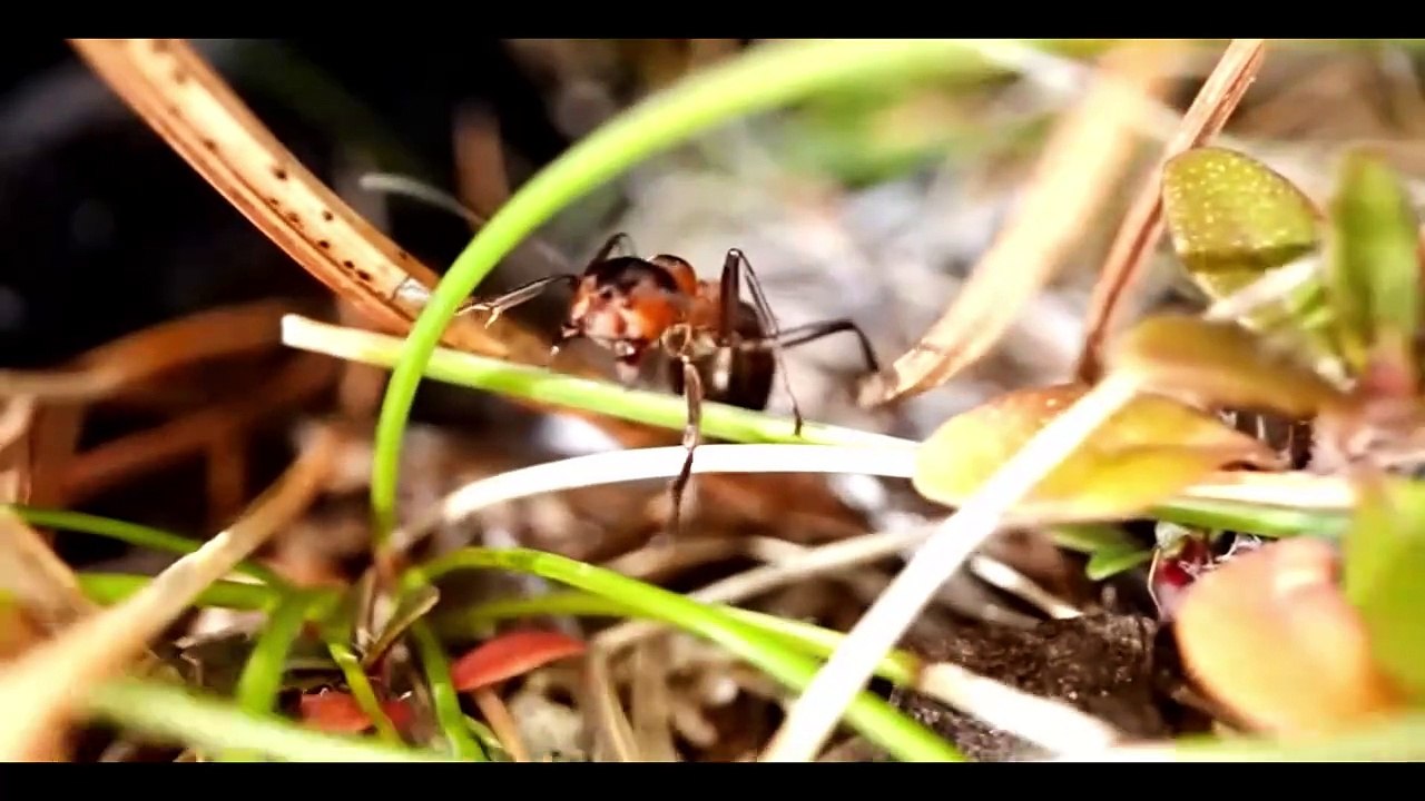 کیڑوں سے متاثر ہو  کر  تیار  کیے گئے    ننھے روبوٹس - ایک  حیرت انگیز تحقیق