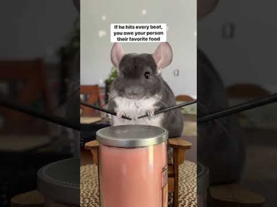 Chinchilla Plays Drum on Beat