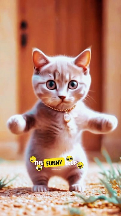 viral cat shots