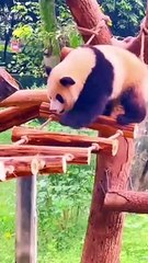 Panda Funny Moment Videos