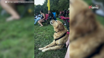 Golden Retriever has a special talent that's causing a stir on the internet