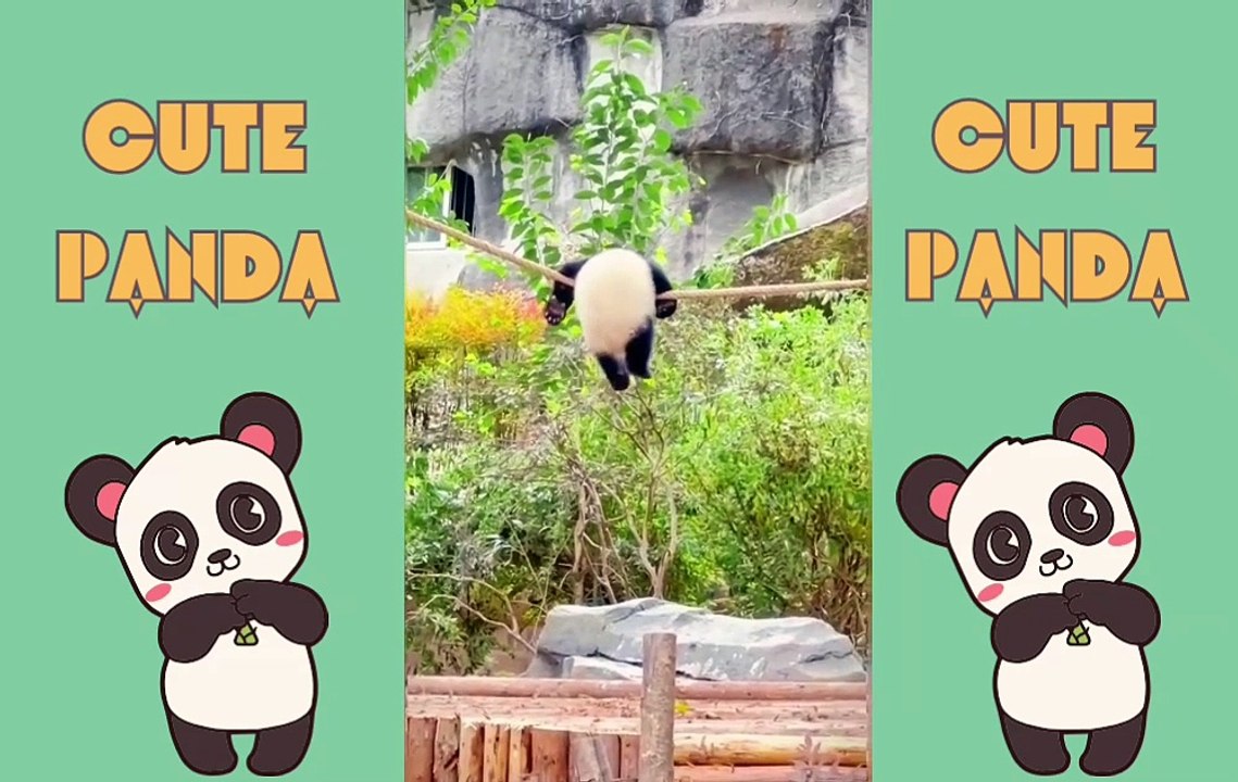 The Funniest Panda Moments