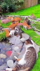 A lovely place for a lunch break | Nature Amazing | Cute Cats