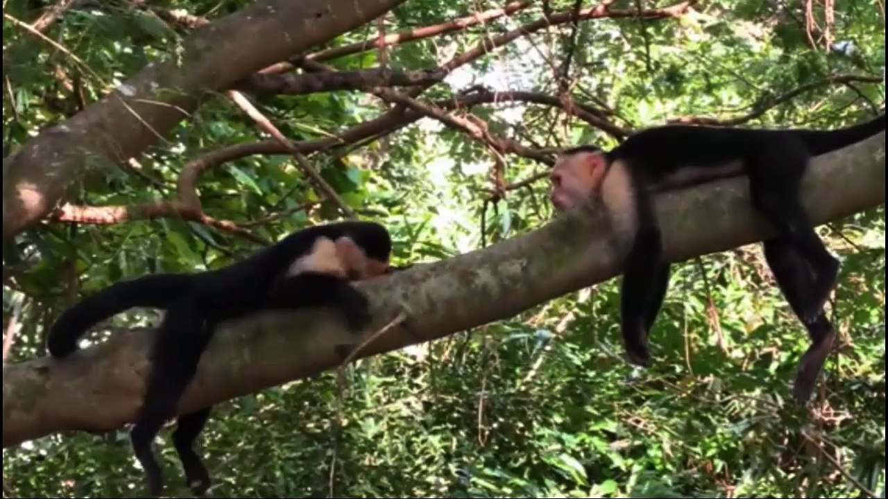 বানরের বাচ্চার দুষ্টুমি | Mischief of the baby monkey