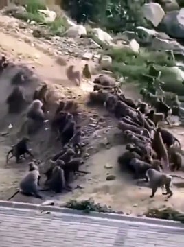 2 groupes de singes en mode Hooligans