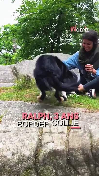 Le combat de Ralph contre la leishmaniose  Découvrez l’histoire de Ralph, un chien plein de courage, qui a bravement affronté la leishmaniose. Cette maladie, transmise par les phlébotomes, peut être évitée avec des mesures préventi