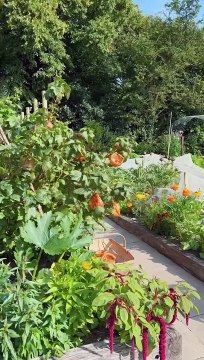 Yorkshire Puddings 'grow' at Goldsborough Hall for Yorkshire Day