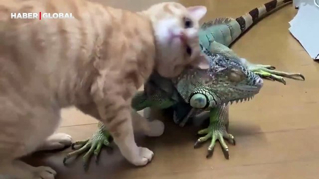 İguanaya masaj yaptırmak için onunla arkadaş olan kedi kahkahaya boğdu: Zorla kendini sevdirdi