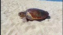 Monopoli, tartaruga depone le uova in spiaggia e se ne va