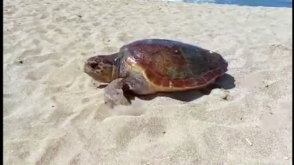 Monopoli, tartaruga depone le uova in spiaggia e se ne va