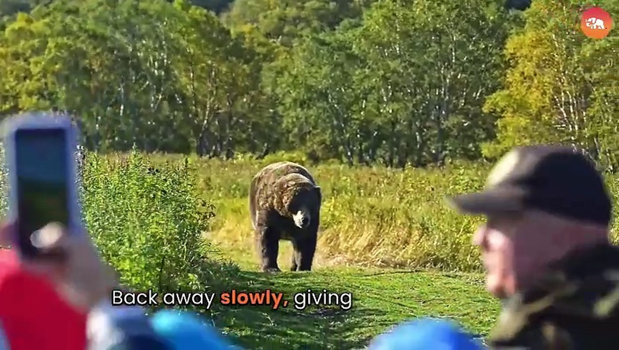 What not to do when a bear approaches you
