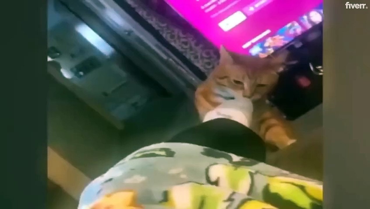 Pet Bloopers- Dogs and Cats in Their Funniest Moments