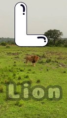 L is for Lion   Fun Kids Learning with Catchy Song  Educational Short