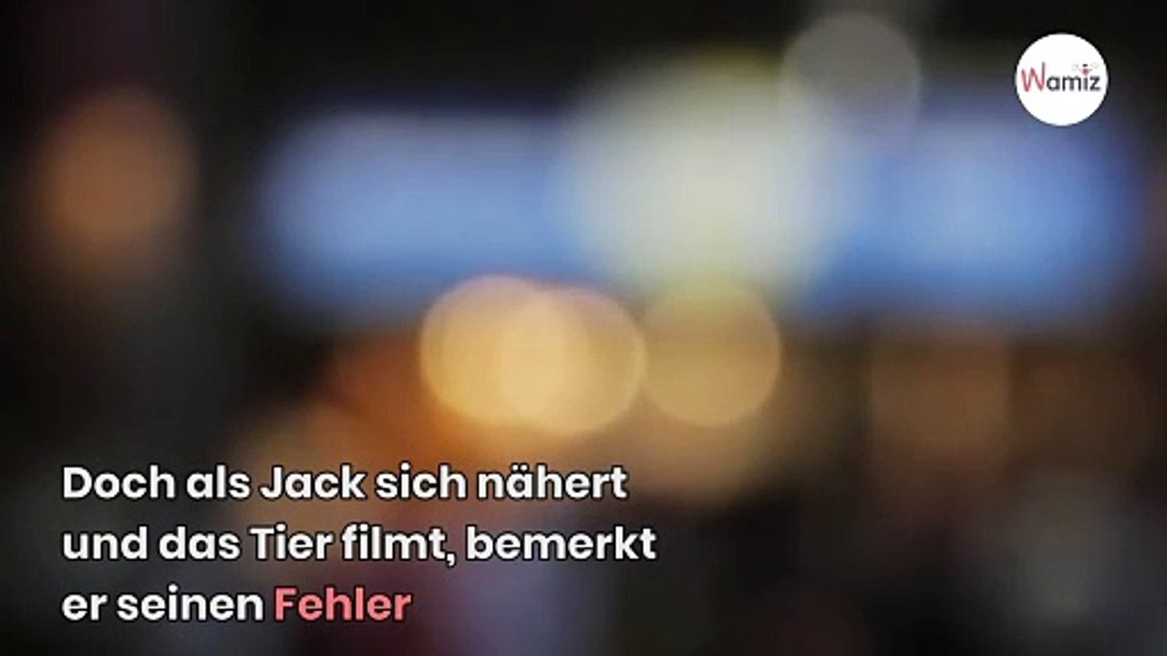 Ganz England steht Kopf: Wie kommt dieses Tier nur auf die Insel?