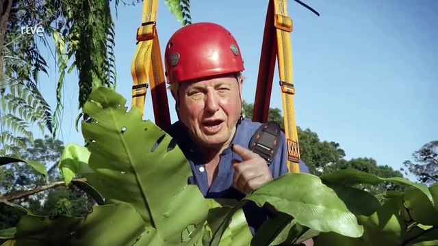 Orígenes de los Animales Voladores: Evolución desde Reptiles Extintos a Mamíferos y Aves en la Búsqueda de los Cielos