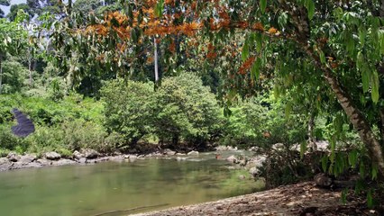 La Evolución del Vuelo: Insectos Alados, Maestros de la Aire en el Mundo Natural
