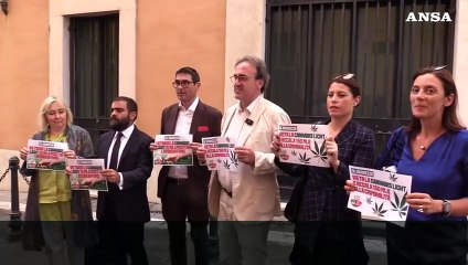 Flash mob Avs contro divieto cannabis light, Bonelli:  "Decreto e' regalo alle mafie"