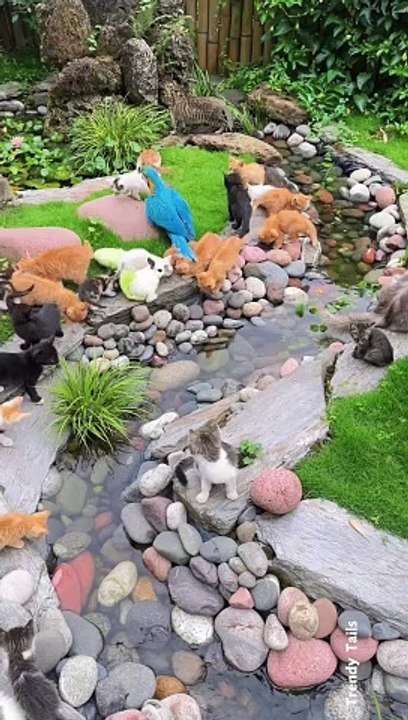 Cat Haven