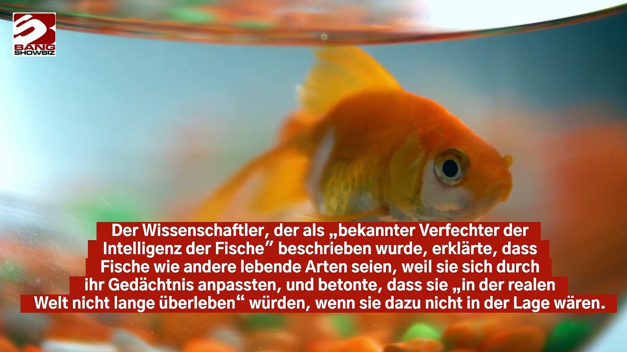 Das Gedächtnis von Goldfischen hält länger als nur Sekunden