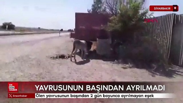 Diyarbakır'da ölen yavrusunun başından 2 gün boyunca ayrılmayan eşek