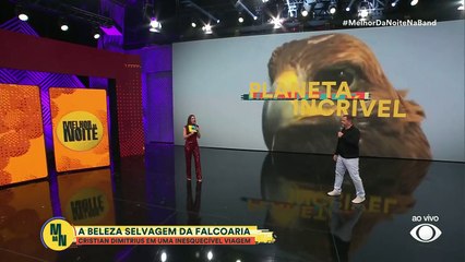 Planeta Incrível: documentarista mostra as belezas da falcoaria