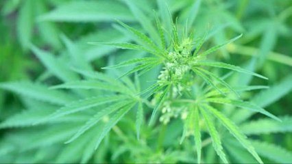 La Marihuana Ayuda A Reducir El Consumo De Opiáceos