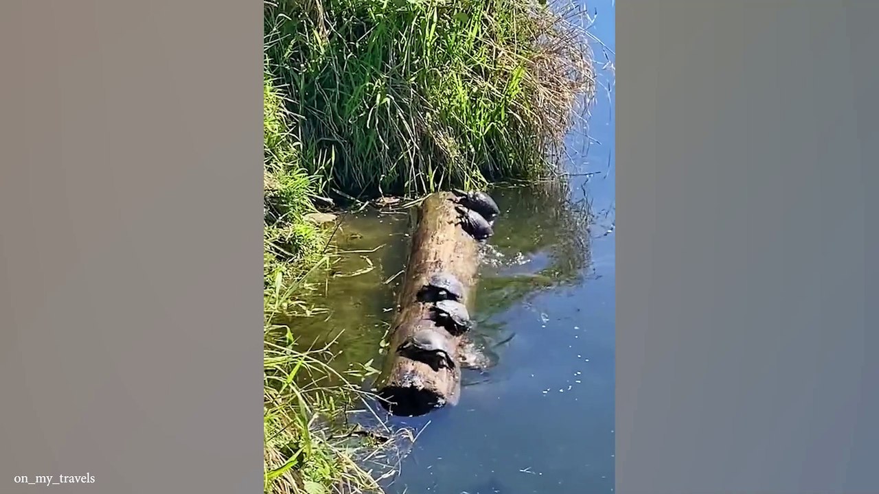 Funniest animal videos that will make you laugh   # part 2 .the best funny animals videos of 2024