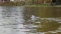 Dolphin spotted swimming in river Thames