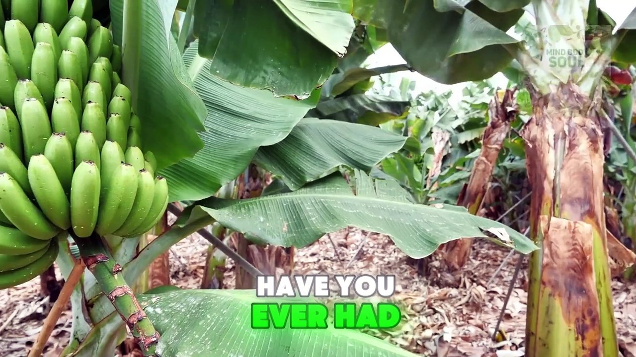 Health Benefits of Plantain Leaves: How They Boost Immunity and Aid Digestion