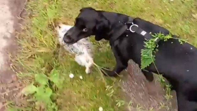 Dog surprises dad by chasing and catching a rabbit on their walk
