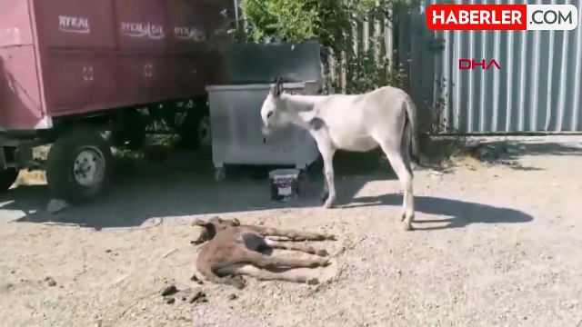 Eşek, ölen yavrusunun başından 2 gün ayrılmadı