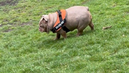 Dog stretches in the garden for a fit and healthy lifestyle