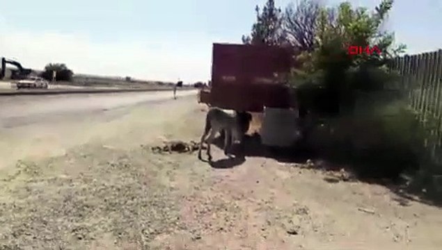 2 gün boyunca ölen yavrusunun başından ayrılmadı