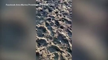 Le tartarughine sulla spiaggia di Casamicciola lasciano il nido per entrare in mare: il video girato ad Ischia